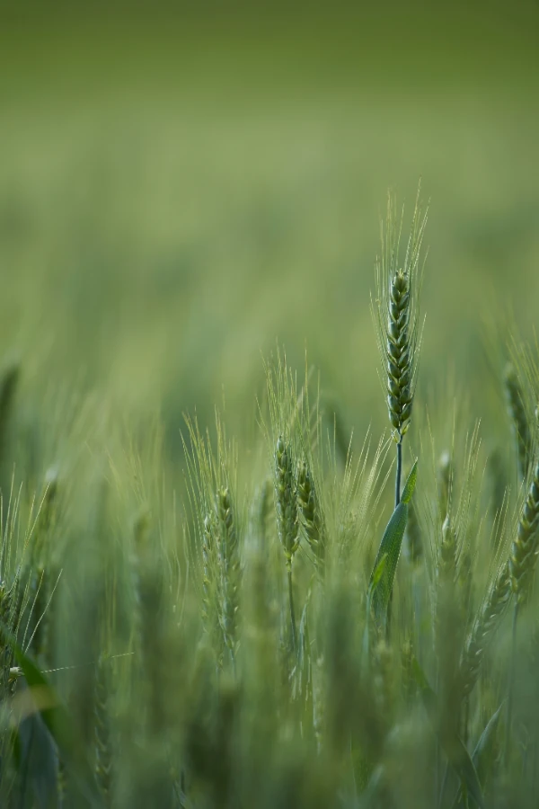 Wheat field at harvest